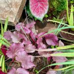 Nandita Das Instagram – A leaf in the garden Moira,Bardez,Goa