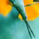 Nandita Swetha Instagram - First click with iphone6plus #olloclip