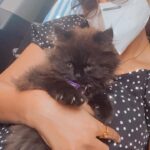 Nandita Swetha Instagram – Meet Mr.Luckz. A new life added to our family with the remembrance of #Bell. 
No one can replace #Bell.
We love him forever n ever.
Amma was totally devasted loosing him. 
I was panicking n I really dino how to get her back to normal. Then I found this cutie. 
Naughty n energetic n bought smile on our face. 
Thank you @ooty_divi_chocolates_official for taking initiative and helped me so much n brought this soul to our family. 
Thank you #ashique for giving me this. Ur whole family was awake till midnight n presented him to me. So sweet of you guys. 

.
.
#cat #luckz #siberiancat #grey #catlover #pet #naughty #animal #animallover #myenergy #bangalore #love #life #lifeline #kedi 

@hemanagarathna