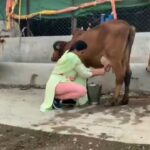 Navaneet Kaur Instagram - धरती मेरी माता,खेती मेरा इमान, गोमाता है हमारी पालनकर्ता ,स्वयं की खेती मे अपनी गैया का दूध निकालते हुए।
