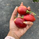 Navya Nair Instagram - Treetomatoes...