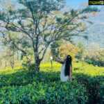 Navya Nair Instagram - You are a leaf scattered by an invisible wind .. Dont u know something is moving you ???@dcprm @spicecountryresortsmunnar Dream Catcher Resort