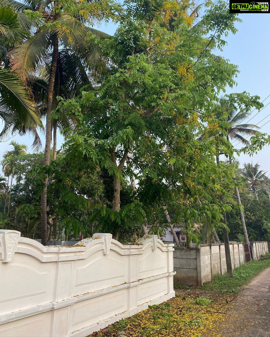 Navya Nair Instagram - വീട്ടിലെ കൊന്നമരം സാധാരണ കാലി ആവാറാണ് പതിവ് .. അപ്പോൾ തോന്നിയിരുന്നു അയ്യോ എല്ലവരും കൊണ്ടുപോയല്ലോ എന്ന് .. ഇപ്പോ ആരും പൂവ് കൊണ്ടുപോകാത്തപ്പോഴാണ് , കുട്ടികൾ ചാടിക്കയറി ഇലയടക്കം പറിച്ചോടുന്നതിലുളള സുഖം... miss u ,all the kids around ...