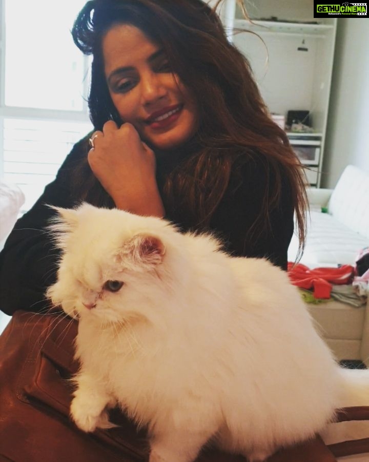 Neetu Chandra Instagram - The little #furry #marshmelow 😘❤ I love #animals #cats they are so honest towards their feelings😘 so honest and pure ❤🙏 @dashafromrussi Los Angeles, California