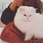 Neetu Chandra Instagram – Just spread #love ❤ #mushmellow #animallover 😘