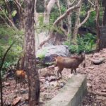 Niharika Konidela Instagram – •Sambar deer