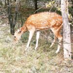 Niharika Konidela Instagram – •Spotted deers