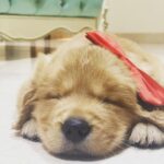 Niharika Konidela Instagram - Welcome to my heart, Buzz! ❤️