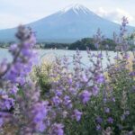Niharika Konidela Instagram - Beautiful Japan! 🇯🇵 #mtfuji #hiroshima #tokyo #kyoto #sumo