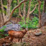 Niharika Konidela Instagram - •Sambar deer