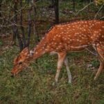Niharika Konidela Instagram - •Spotted deers