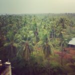 Niharika Konidela Instagram – This is why i love villages. #sobeautiful #coconuttrees #godavari #mornings