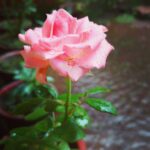 Nikhila Vimal Instagram - Rainrose😍🌹#morningrain#roseluv#feelgood