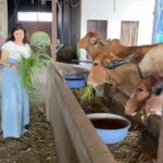 Paridhi Sharma Instagram - Jai Shree Krishna❤️ Mera Bharat❤️ #bhaktibhavna #cow #piousfeeling #reelitfeelit #animallove #gaumata #simple #fullofenergy #positive #tapovan