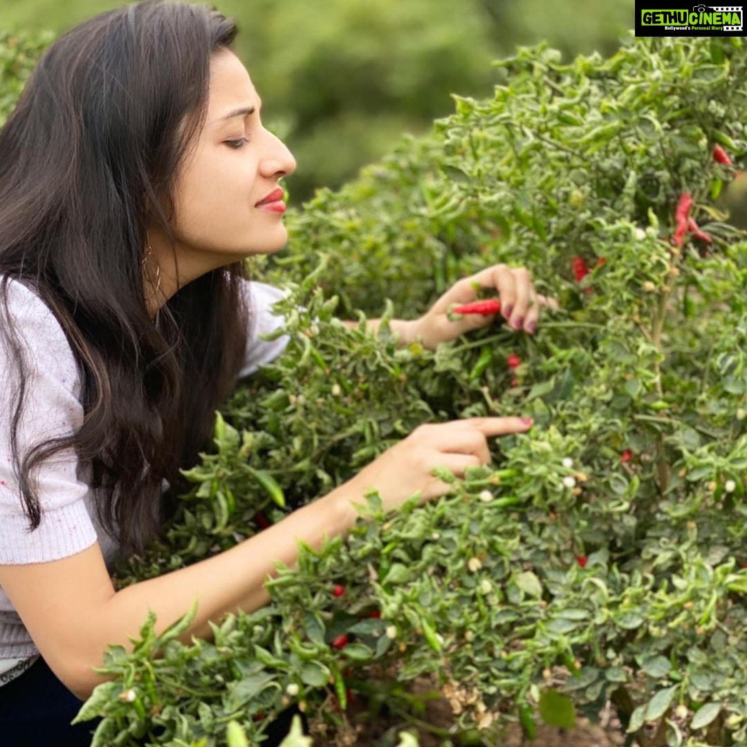 Paridhi Sharma Instagram - Magical nature!! Colourful nature!! Red chillies in green garden!! #embracenature #beapartofit #breathdeeply #feelit #walkonmud #touchthenature #naturelover #teachfuturegenerations #dancewithnature #paridhisharma