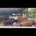 Payal Rohatgi Instagram - खुद को कमजोर और हरा हुआ समझना जीवन का सबसे बड़ा पाप है ❤️ To watch the whole video : https://youtu.be/uDbk2smPGy0 #payalrohatgi