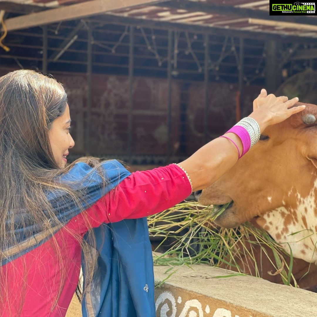 Payal Rohatgi Instagram - आज हरे कृष्ण मंदिर अहमदाबाद मे श्री श्री राधा माधव का आशीर्वाद लिया। साथ ही गौ माता की सेवा करके वहाँ के वरिष्ट संतों के साथ श्रीमद्भगवद गीता पर चर्चा की। #payalrohatgi #sangramsinghwrestler Sri Radha Madhav Mandir Bhadaj