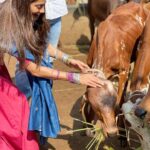 Payal Rohatgi Instagram - आज हरे कृष्ण मंदिर अहमदाबाद मे श्री श्री राधा माधव का आशीर्वाद लिया। साथ ही गौ माता की सेवा करके वहाँ के वरिष्ट संतों के साथ श्रीमद्भगवद गीता पर चर्चा की। #payalrohatgi #sangramsinghwrestler Sri Radha Madhav Mandir Bhadaj
