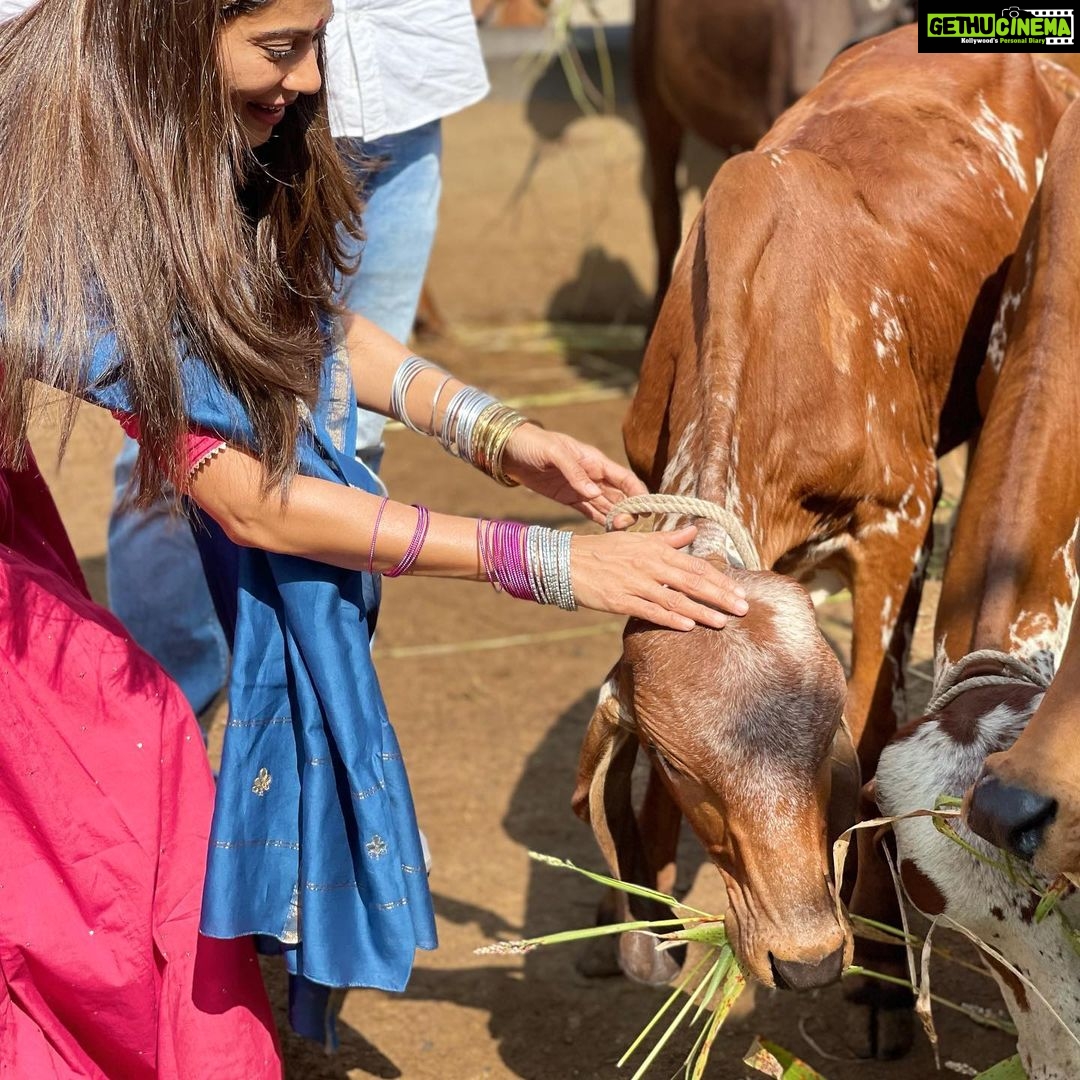 Payal Rohatgi Instagram - आज हरे कृष्ण मंदिर अहमदाबाद मे श्री श्री राधा माधव का आशीर्वाद लिया। साथ ही गौ माता की सेवा करके वहाँ के वरिष्ट संतों के साथ श्रीमद्भगवद गीता पर चर्चा की। #payalrohatgi #sangramsinghwrestler Sri Radha Madhav Mandir Bhadaj