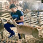 Payal Rohatgi Instagram - धन्यवाद @Sangram_Sanjeet आपने हमारी और से गौमता को चारा खिलाया हमारे जन्मदिन पर। भगवान श्री राम और श्री कृष्णा हिन्दु और मुस्लिम दोनो मैं गौमता के प्रति सम्मान की भावना जागृत करे।हम सब को एक दिन इस दुनिया को छोड़ कर जाना हैं तो अच्छे कर्म करे 🙏 #SaturdayMotivation #payalrohatgi