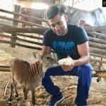 Payal Rohatgi Instagram - धन्यवाद @Sangram_Sanjeet आपने हमारी और से गौमता को चारा खिलाया हमारे जन्मदिन पर। भगवान श्री राम और श्री कृष्णा हिन्दु और मुस्लिम दोनो मैं गौमता के प्रति सम्मान की भावना जागृत करे।हम सब को एक दिन इस दुनिया को छोड़ कर जाना हैं तो अच्छे कर्म करे 🙏 #SaturdayMotivation #payalrohatgi
