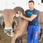 Payal Rohatgi Instagram - धन्यवाद @Sangram_Sanjeet आपने हमारी और से गौमता को चारा खिलाया हमारे जन्मदिन पर। भगवान श्री राम और श्री कृष्णा हिन्दु और मुस्लिम दोनो मैं गौमता के प्रति सम्मान की भावना जागृत करे।हम सब को एक दिन इस दुनिया को छोड़ कर जाना हैं तो अच्छे कर्म करे 🙏 #SaturdayMotivation #payalrohatgi