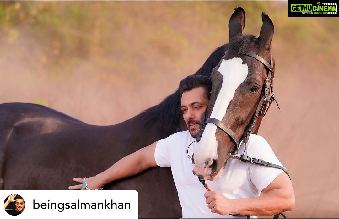 Payal Rohatgi Instagram - Horse’s mouth says : That the ruling political party of this country with most influence on social media has to be more powerful that Indian superstar Salman Khan’s PR company. So Salman Khan didn’t get my twitter account suspended #PayalRohatgi. Posted @withregram • @beingsalmankhan Horse’s mouth ..
