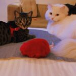 Pooja Devariya Instagram - Ey Bidda, Idhu Naa Adda 🐈‍⬛ Dearest @hyattregencychennai Thank you for opening your doors to our four legged friends. The profession I am in allows for a lot of travel and exposure; I can’t imagine not sharing that experience with my lovelies. It’s easy to feel lonely when I’m on the road most part, thank you for being considerate about every kind of love that exsists.🙎🏾‍♀️🐱More than anything, it feels nice to come back to my family after a hard day’s work away from home. Home is where my cats are. You’ve allowed us a warm adda to make ourselves feel at home. Thank you 🌸 Lots of love, Rumi, Layla, Pooja 🌸 #petfriendly #petfriendlyhotel #HyattRegency Hyatt Regency Chennai