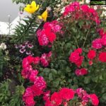 Poonam Kaur Instagram - As the day starts ..... 🌺🌺🌺🌺
