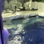 Poonam Kaur Instagram – Perfect #worldenvironmentday for me …. couldn’t get any better … #penguins love them for a reason …. seeing them for the first time 😍😍😍😍 #feellikeachild
