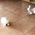 Poonam Kaur Instagram - Love birds fighting in the house ❤️️❤️️❤️️❤️️