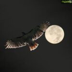 Poonam Kaur Instagram - Such a meaningful picture....#falcon and #fullmoon