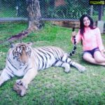 Poonam Kaur Instagram - #internationaltigerday belated......😜😜😜(I love #tigers mostly 😉😉😉😉 #pklove )