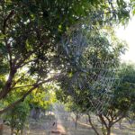 Prakash Raj Instagram - Life at our farm #prakasham .. the joy of living with nature. .. bliss