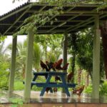 Prakash Raj Instagram - Moments from ..Monsoon in our farm .. bliss