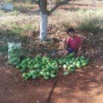 Prakash Raj Instagram – My son ..The mango seller .. in conversation with nature at our farm. Stay home stay safe. This too shall pass.