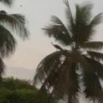 Prakash Raj Instagram - TOP FEAST ... As nature serves food at 40 feet hight.. this peacock is relishing it ....flying from one coconut tree to another ... Ahh the joy of camping ..bliss