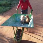 Prakash Raj Instagram - Life at our farm #prakasham .. the joy of living with nature. .. bliss