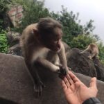 Priyanka Nair Instagram – You attract the energy that you give off.
Spread good vibes.
Think positively.
Enjoy life.🦋
🦋
🦋
🦋
#animallove#traveldiary#madness#traveller#actress#priyankanair#hillstation#monkeys #love#trucking#instatravel#instagram