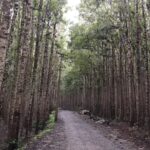 Priyanka Nair Instagram - In woods🖤 Getting lost is not a waste of time. - - #inwoods#beingalone#happinessoverloaded#travel#priyankanair#instapic#instaday