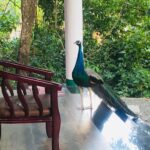Priyanka Nair Instagram - Be like a peacock and dance with all of your beauty ♥️ In love with this beauty 😌 #waitingforsomeone#peacock#favorite#click#rivercounty River County Kallar