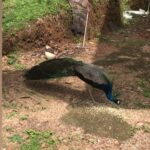 Priyanka Nair Instagram - #spb#neelavaanaodayil#peacock#kallar#reels