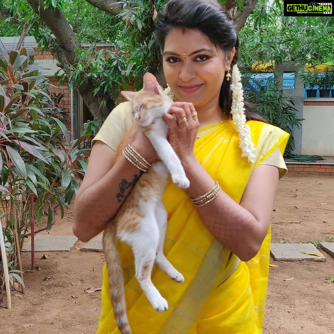 Rachitha Mahalakshmi Instagram - MAHA'S one nd only new friend 🐈 in her pugandha veedhu..... 😇😇😇 NINI 2.O Yenna tha nadakum nu parungae.... 🤷🏻♀️ Saree love @dhakksha_womens_clothing 🥰🥰🥰