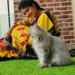 Rachitha Mahalakshmi Instagram - Look who photobombs me while clicking pics..... 😻🐾🐾 🌧️ Rainy mornings 🌧️🌧️🌧️🌧️ : @siberian_whiskeygrey : #sareelove @branding_with_shakthi : #supportwomenentrepreneurs🙋🏼💪🏻