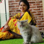 Rachitha Mahalakshmi Instagram - Look who photobombs me while clicking pics..... 😻🐾🐾 🌧️ Rainy mornings 🌧️🌧️🌧️🌧️ : @siberian_whiskeygrey : #sareelove @branding_with_shakthi : #supportwomenentrepreneurs🙋🏼💪🏻