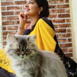 Rachitha Mahalakshmi Instagram - Look who photobombs me while clicking pics..... 😻🐾🐾 🌧️ Rainy mornings 🌧️🌧️🌧️🌧️ : @siberian_whiskeygrey : #sareelove @branding_with_shakthi : #supportwomenentrepreneurs🙋🏼💪🏻
