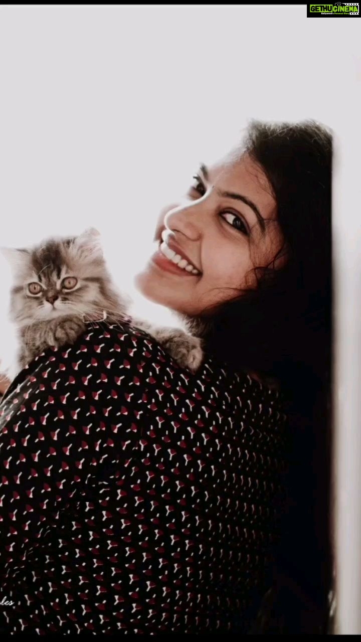Rachitha Mahalakshmi Instagram - 😻🐾🐾 My lil Cheetha 🐆 🐾🐾 My baby doll 😍 My reason to smile ❤️ My Whiskey on d rock 😉😋😋😋 😻🐾🐾 Lovely clicks by 👉 @furrytalesbykaushik #pawlove @siberian_whiskeygrey 😻🐾🐾