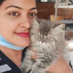 Rachitha Mahalakshmi Instagram - I never knew I could also be a cat person...... 🐱🐾🐾 Welcoming home my little sweetheart 🐱 Good guess... 🐱🐾🐾 😉😉 "Whiskey" she is 😸 😉😉😉😉 @siberian_whiskeygrey 👈 special page for her.... Cat lovers can follow her page 😸😸😸