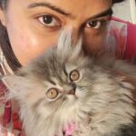 Rachitha Mahalakshmi Instagram - Happy Daughter's day..... My baby doll..... 😻🐾🐾 @siberian_whiskeygrey ❤️❤️❤️❤️ #paw love #petlover #daughtersday
