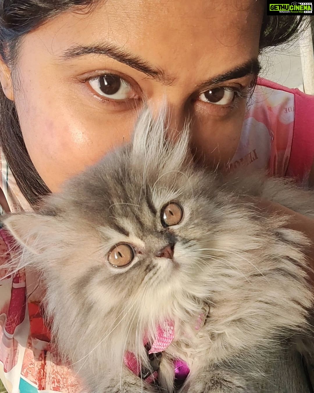 Rachitha Mahalakshmi Instagram - Happy Daughter's day..... My baby doll..... 😻🐾🐾 @siberian_whiskeygrey ❤️❤️❤️❤️ #paw love #petlover #daughtersday